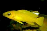  ,   (Neolamprologus leleupi), L