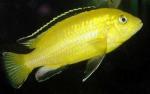 Лабидохромис церулиус - лимонный (Labidochromis caeruleus var. "lemon yellow"), L