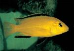 Лабидохромис церулиус - желтый (Labidochromis caeruleus var."Yellow"), S