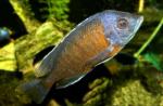   (Copadichromis borleyi sp. "Kadango", Haplochromis borleyi sp. "Kadango"), L