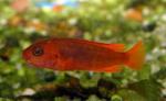  (Iodotropheus sprengerae), S