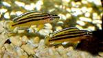   -"" (Julidochromis regani var."Kipili"), M