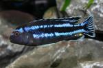   (Melanochromis johannii), S