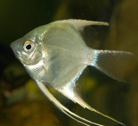 Скалярия серебряная (Pterophyllum scalare var.), M