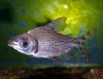   (Semaprochilodus insignis), L