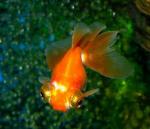  ""  (Carassius auratus var.), L