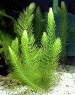  - (Ceratophyllum demersum), M