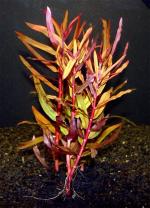   (Ammannia gracilis, Ammania diffusa Hiern), M