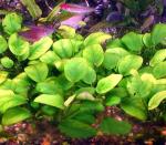   ,   (Anubias barteri var. nana, Anubias nana), L