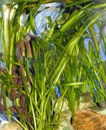    -  (Vallisneria americana var. americana "Gigantea", Vallisneria gigantea, Vallisneria torta), M