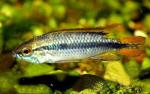  ,   (Apistogramma agassizii), M