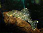  L-081 (Baryancistrus sp. L-081), M