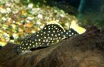  L-177 (Baryancistrus sp. L-177), L