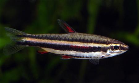  ,   (Nannostomus marginatus), M