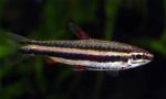  ,   (Nannostomus marginatus), M