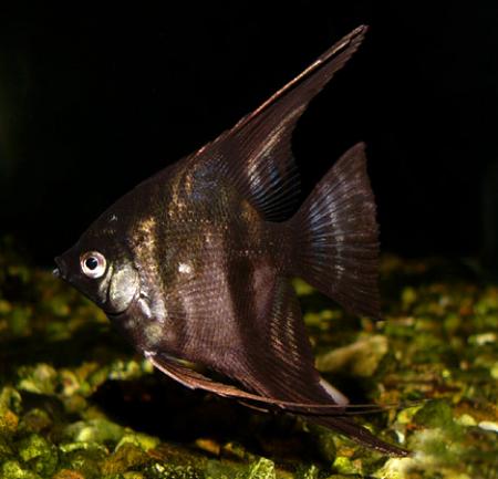 Скалярия черная (Pterophyllum scalare var.), XL