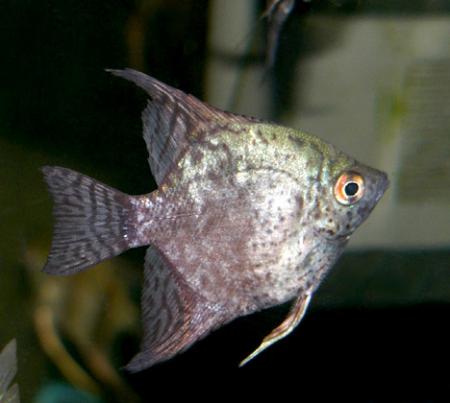   (Pterophyllum scalare var.), L