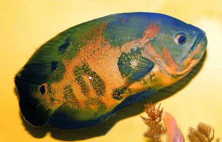 - ,  " " (Astronotus ocellatus var.), M