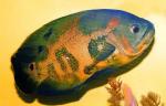 - ,  " " (Astronotus ocellatus var.), M
