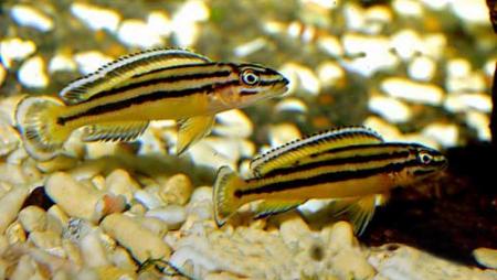   "Kipili" (Julidochromis regani var."Kipili"), L