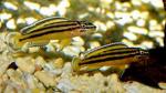   "Kipili" (Julidochromis regani var."Kipili"), L