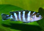   (Pseudotropheus demasoni), M