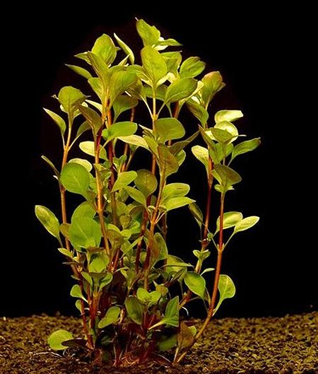   (Ludwigia palustris), M
