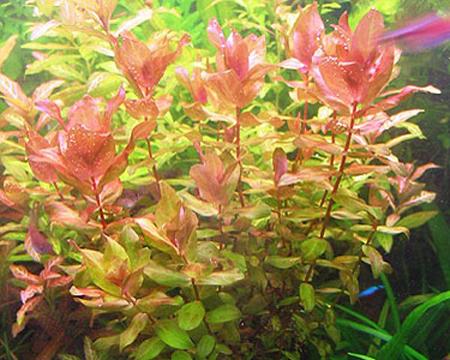   (Rotala macrandra), M 