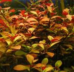   (Ludwigia repens, Ludwigia natans Ell.), M