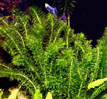   (Egeria densa), M