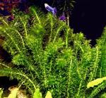   (Egeria densa), M