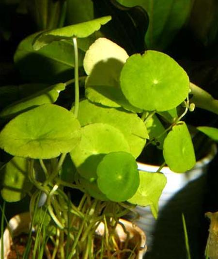   (Hydrocotyle vulgaris), M,  