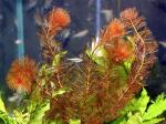   (Myriophyllum tuberculatum, Myriophyllum indicum, Myriophyllum tetrandum, Myriophyllum spathulathum), M
