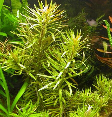   (Nesaea pedicellata), M