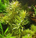   (Nesaea pedicellata), M