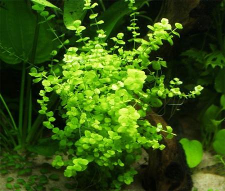   (Micranthemum umbrosum), M