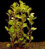   (Ludwigia palustris), M,  