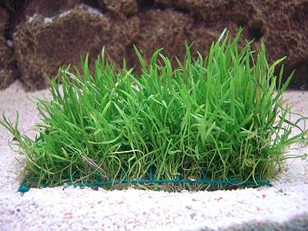   (Lilaeopsis brasiliensis), M,  