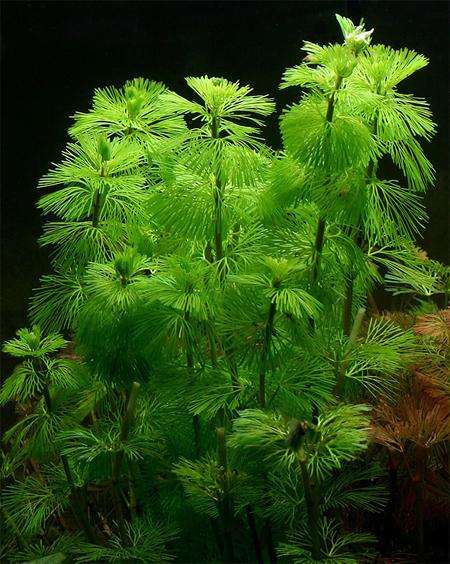   (Cabomba caroliniana ssp.), M