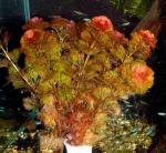 Кабомба вильчатая красная (Cabomba furcata, Cabomba piauhyensis, Cabomba мpubescens), M