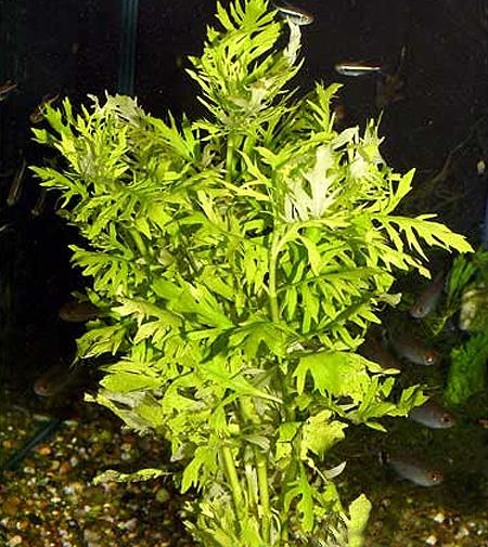  ,  ,   (Hygrophila difformis, Synnema triflorum), M