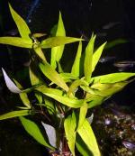    (Hygrophila corymbosa siamensis "Small Leaf"), M