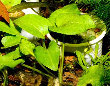   (Saururus cernuus), M