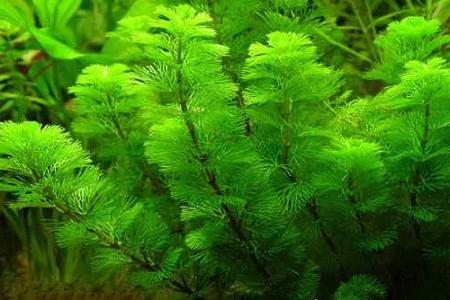   (Cabomba aquatica), M