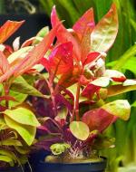  ,  ,    (Alternanthera lilacina, Alternanthera reineckii lilacina), M