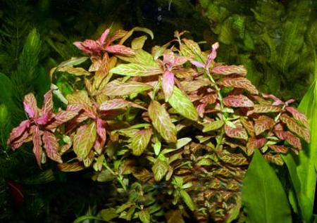    "-" (Hygrophila polysperma "Rosanervig"), M