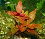   (Alternanthera reineckii), M