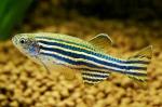 -, - (Danio rerio, Brachydanio rerio), M