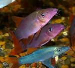  ,  ,  (Yasuhikotakia modesta, Botia modesta), M