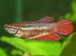   (Betta splendens), L  - 